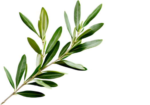 olive-feuilles